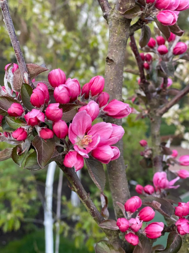 Озеленение территории г. Гурьевск, Калининградская область