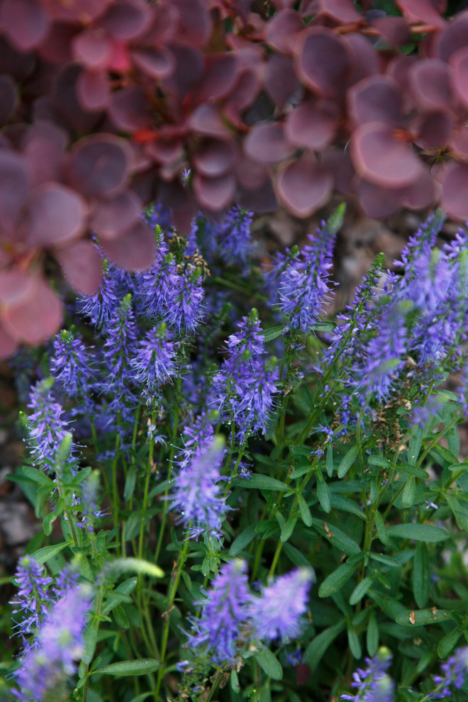 Портреты растений