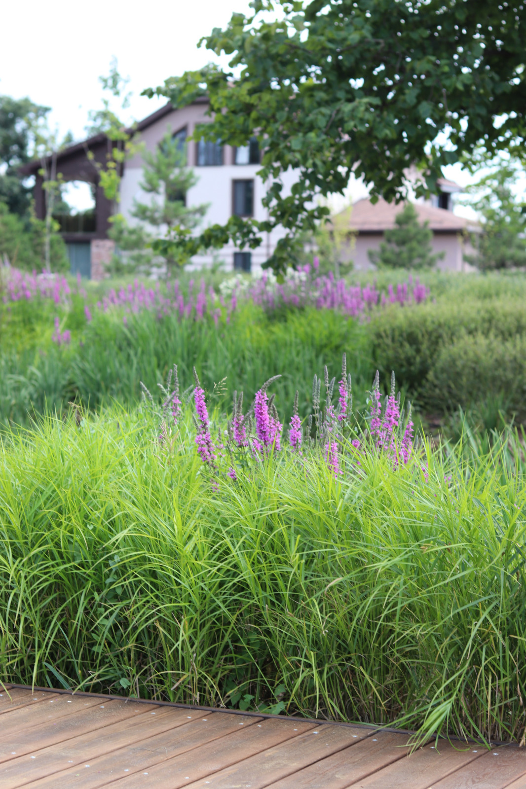 WB Берег пруда (май,июнь)