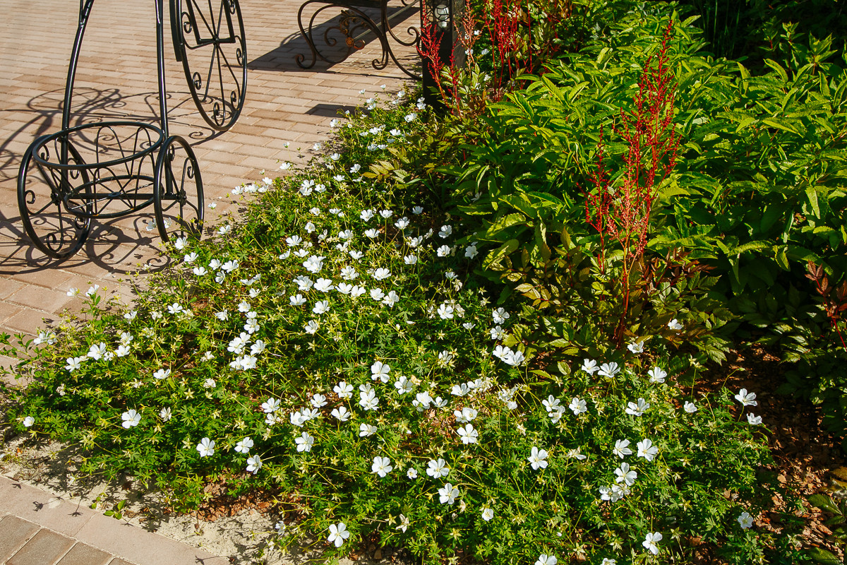 Обложка альбома: цветы