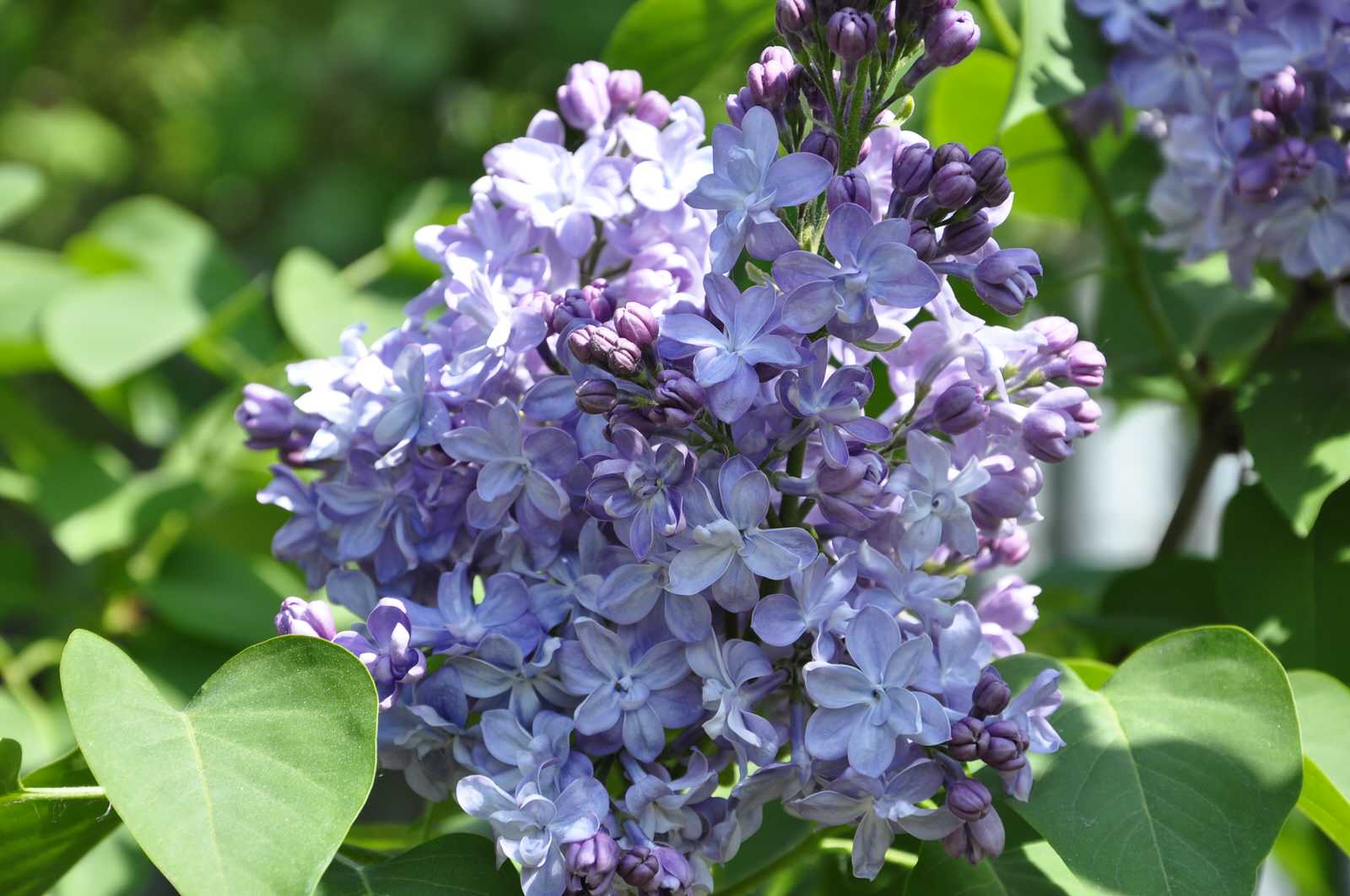 д. Громково - Уход за садом - 100% качество