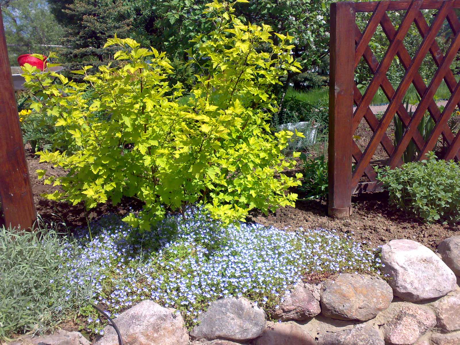 Усадебный семейный сад