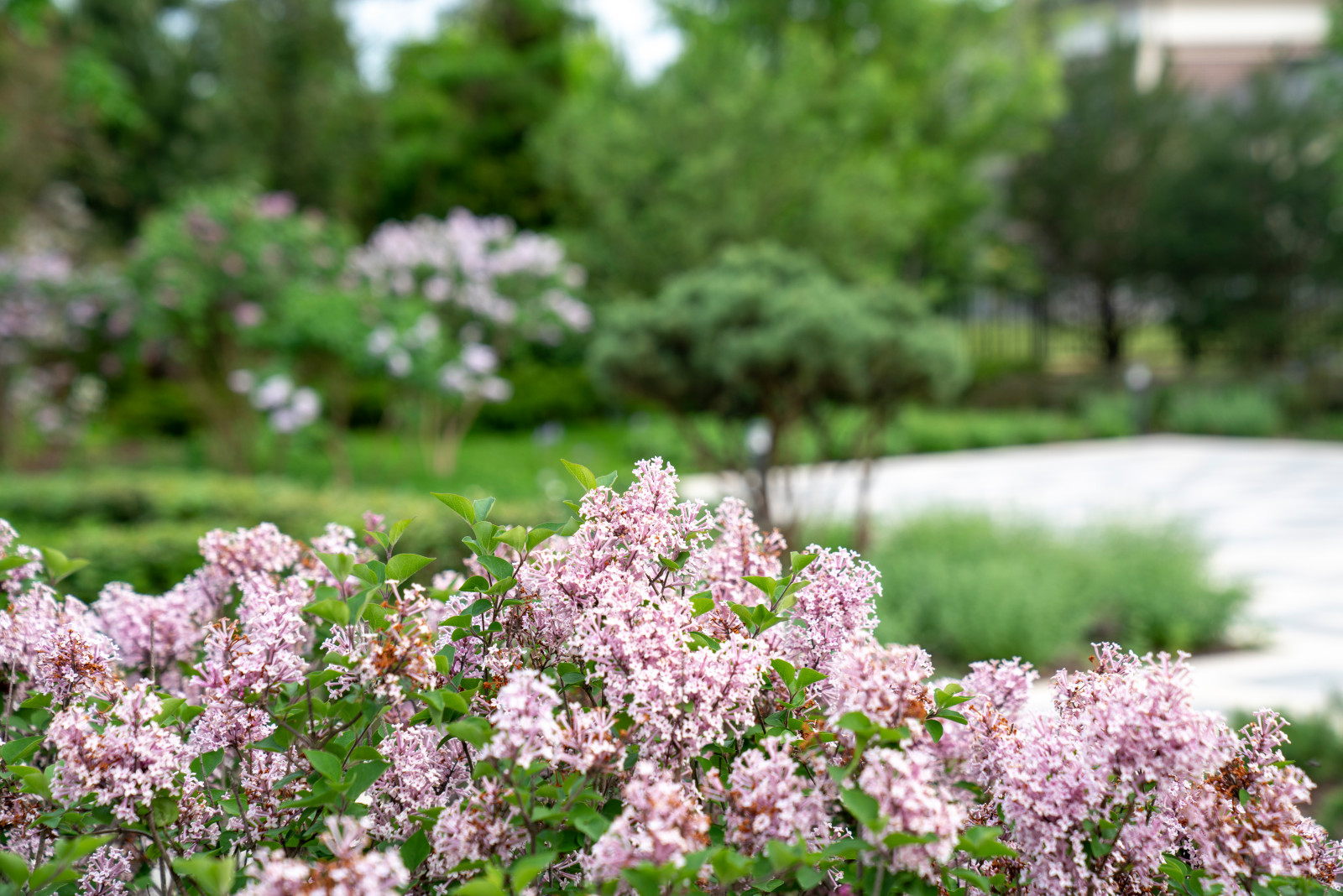 Английская неоклассика в Парквилл. 2019 г.