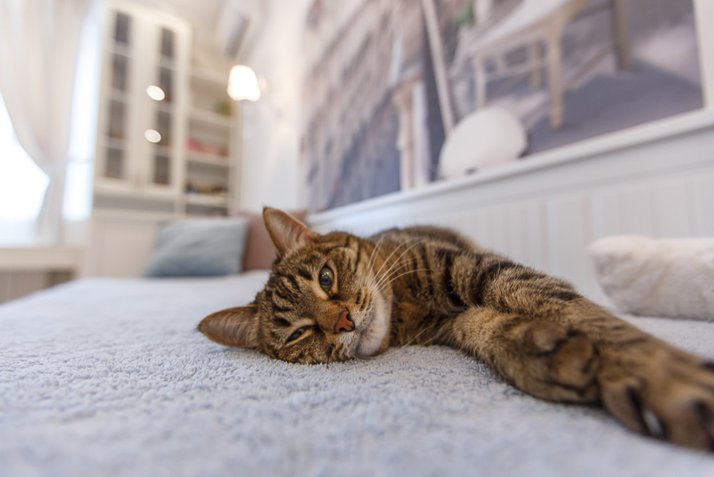 Дизайн квартиры на ул. Ульяна Ленина