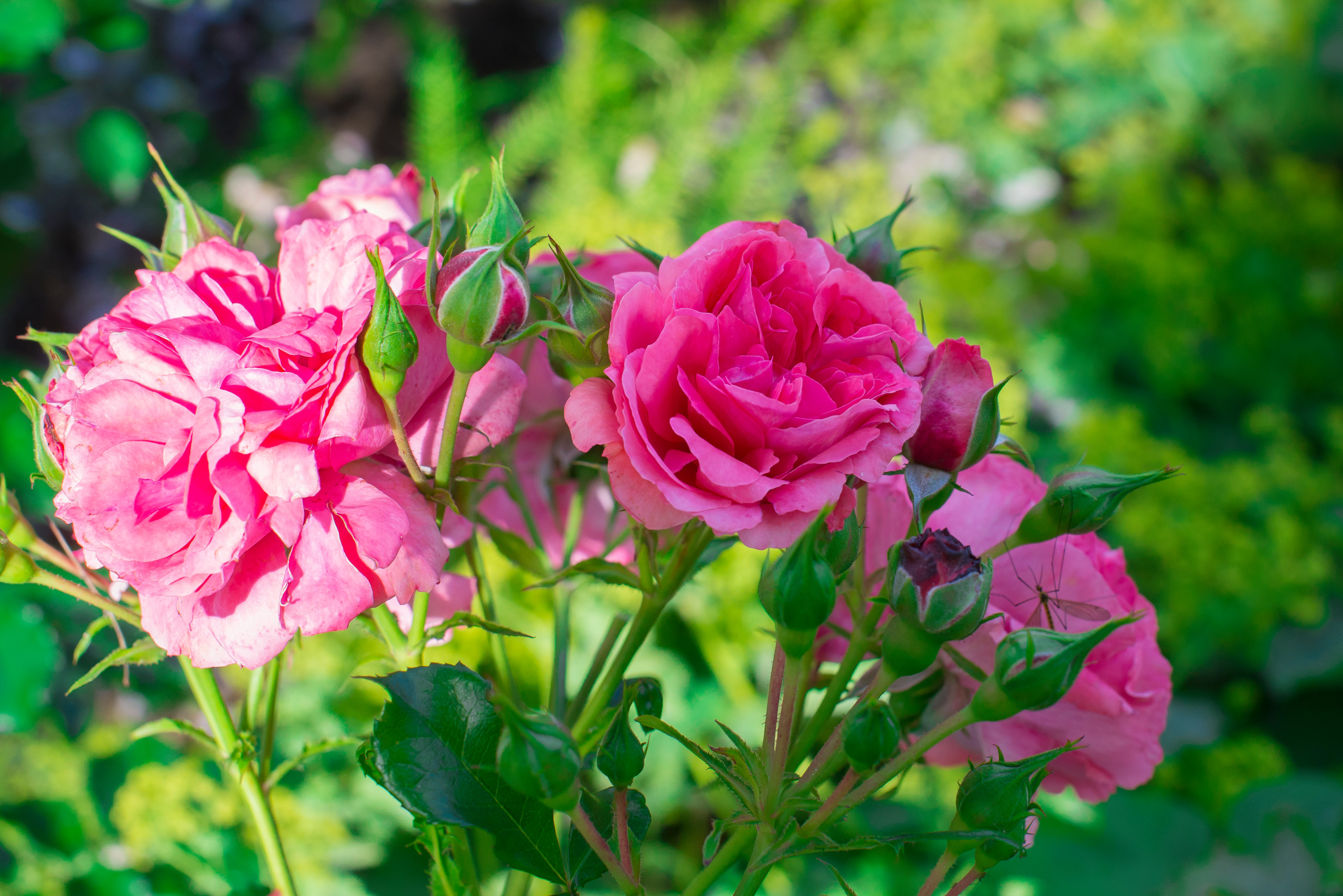 Проект недели: «Сад парфюмера» под Калининградом