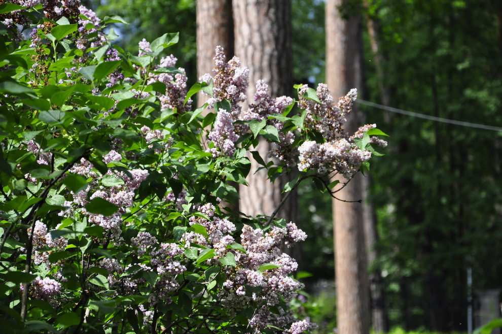 кп. "Архангельское" - Уход за садом - 100% качество!