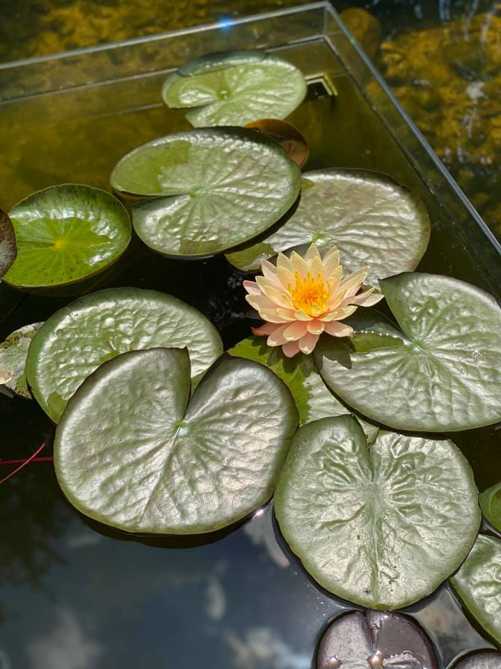 В гостях: Загадочный сад в Херсоне на 12 сотках