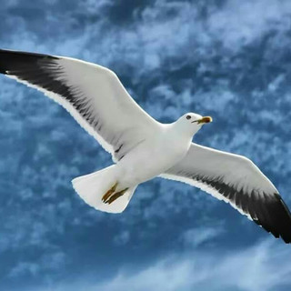 Санем Айдын