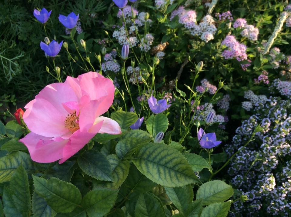 САДИК НА ЛАДОШКЕ 2016