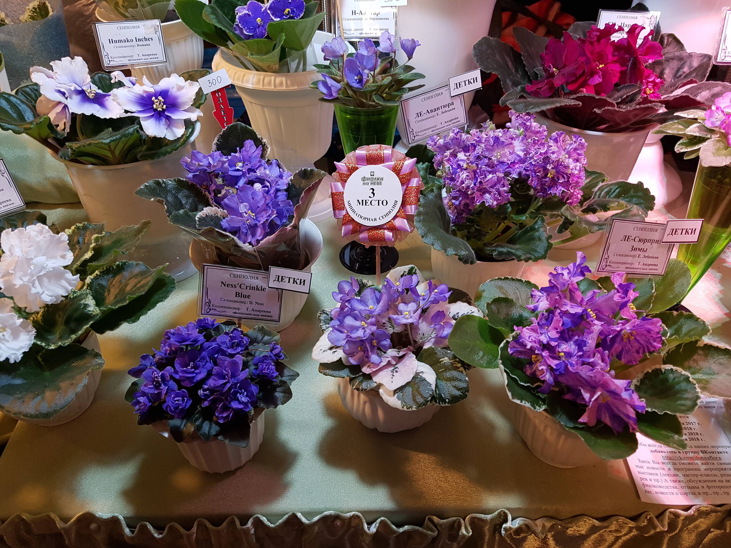 Растение месяца: Сенполия на подоконнике