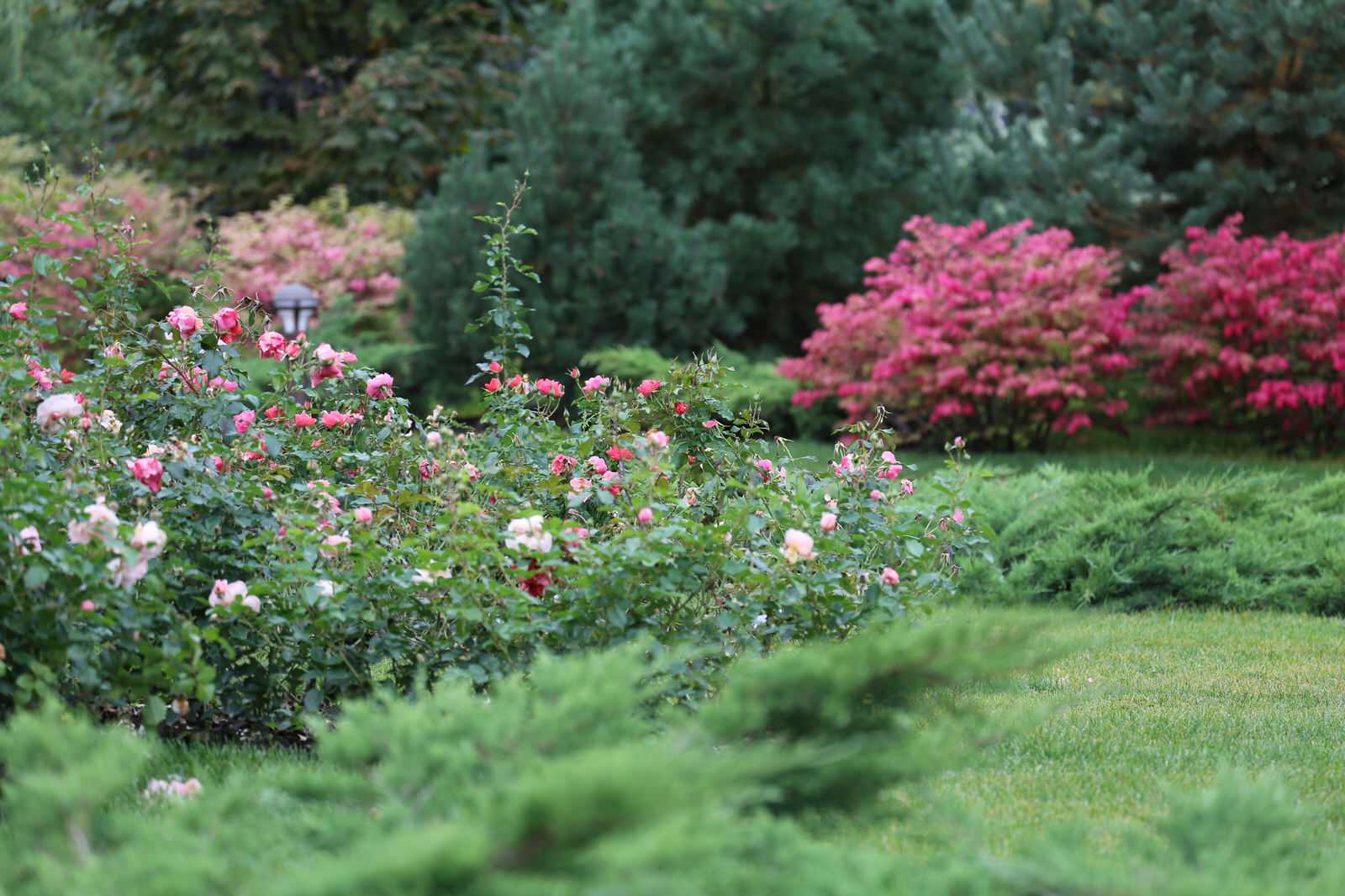 Обложка альбома: Розарии