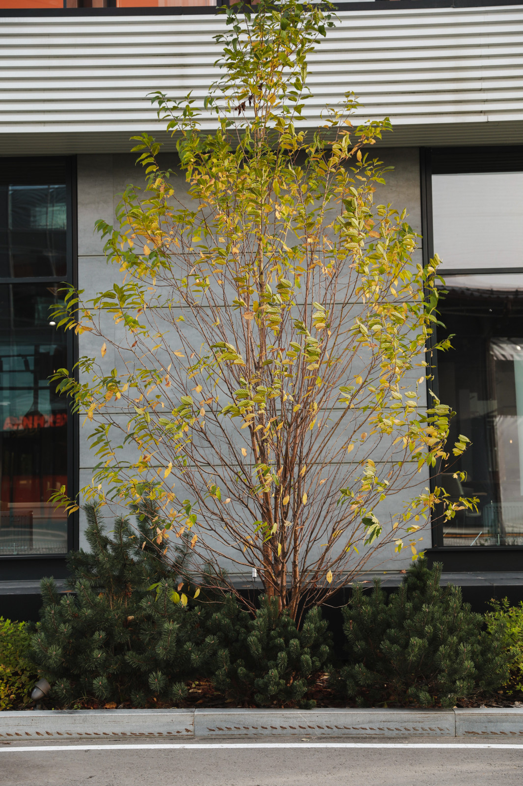 Оформление территории у офисного здания