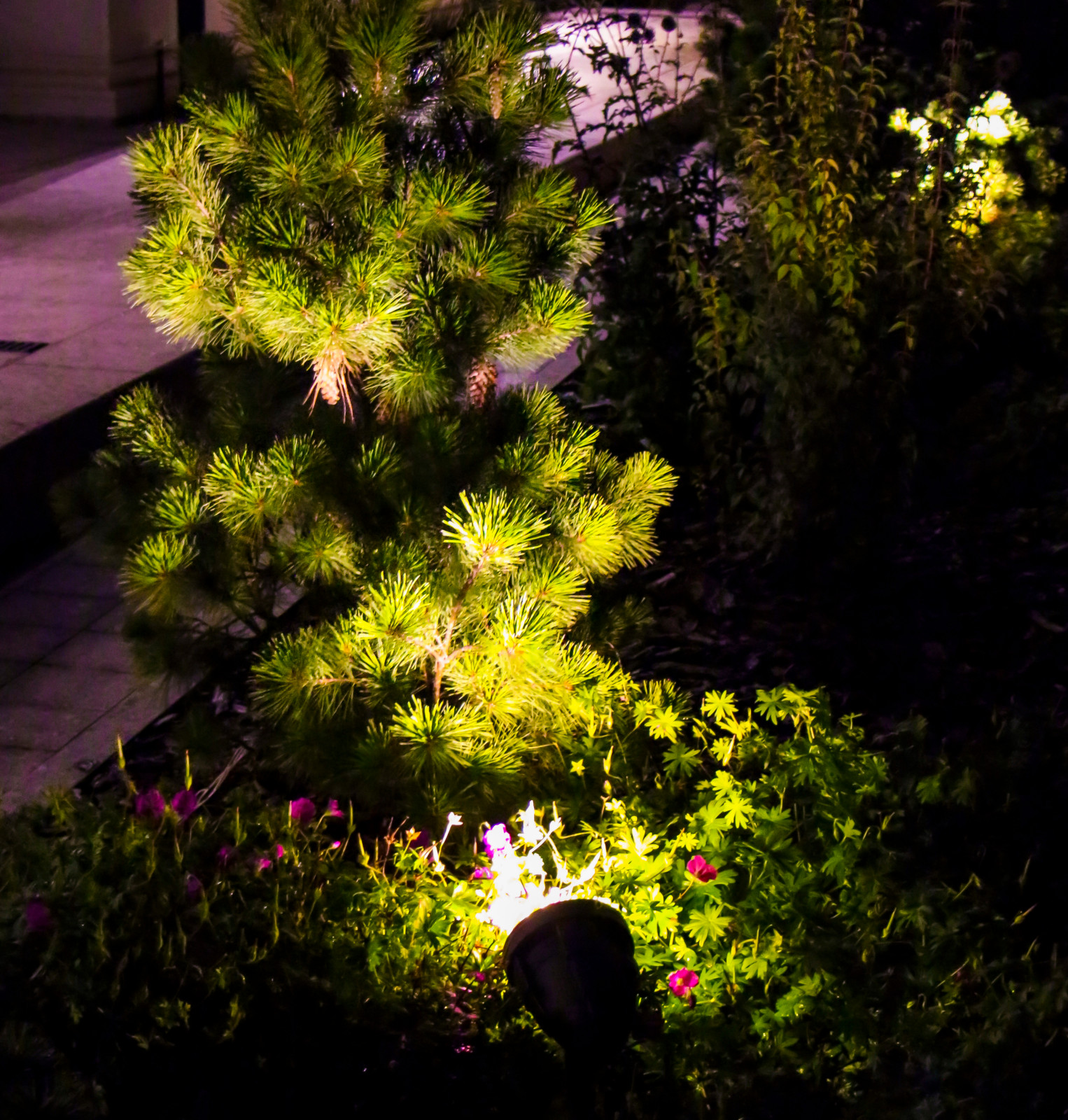 Горки-10, ночной сад, 2017-2020 гг.