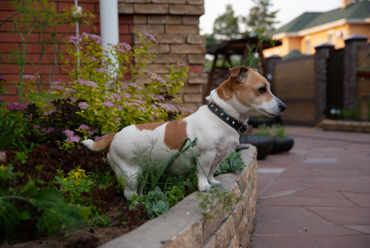 Проектирование. Реализация. Частный сад.