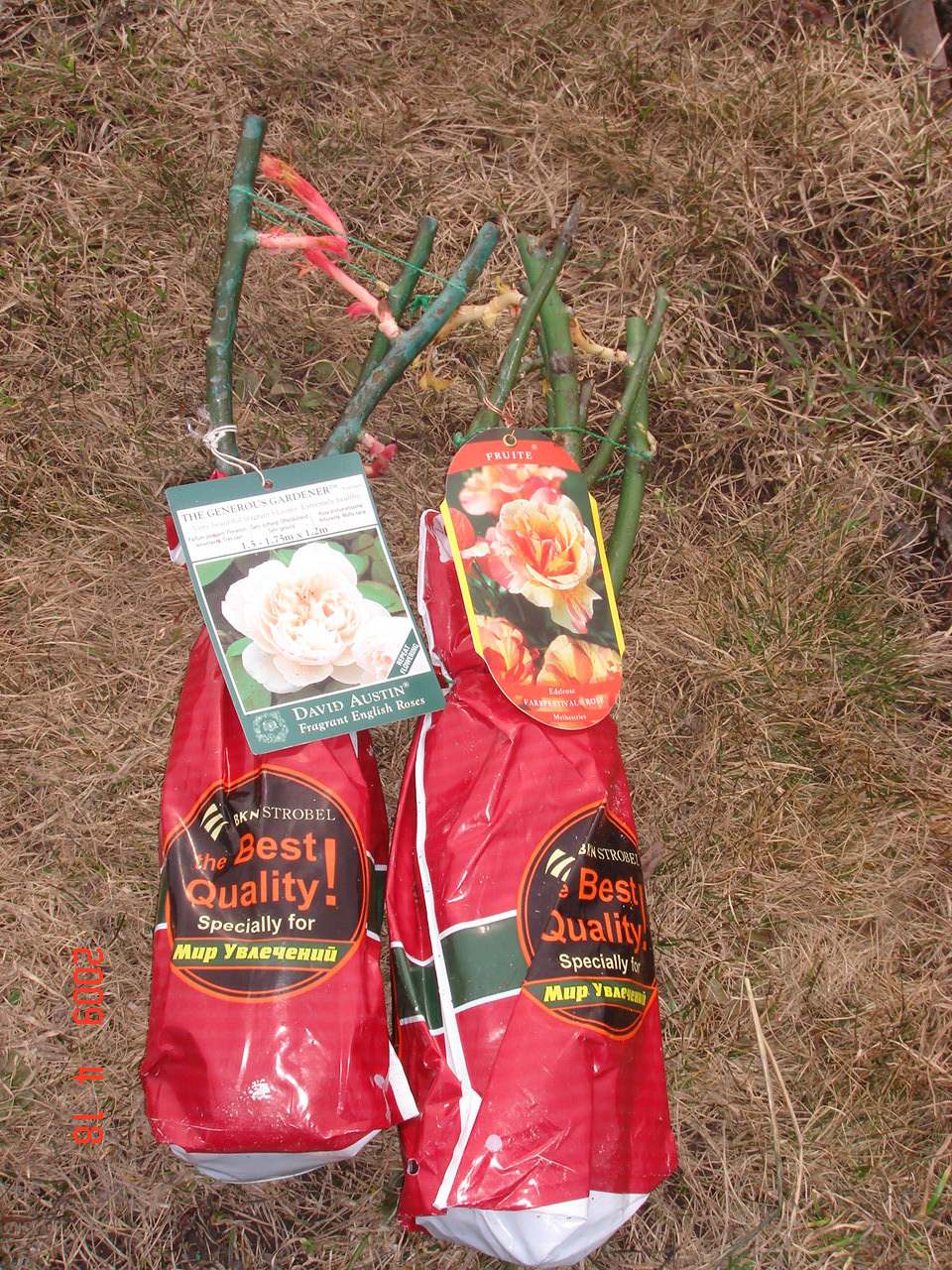 Как правильно: Сохранить саженцы роз до посадки