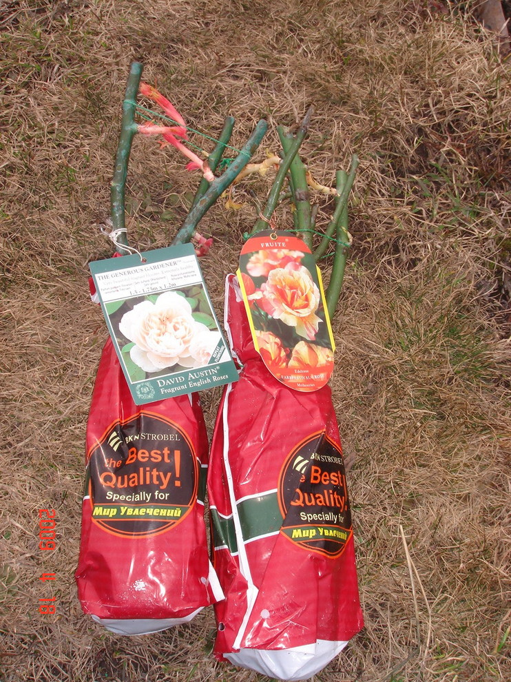 Как правильно: Сохранить саженцы роз до посадки