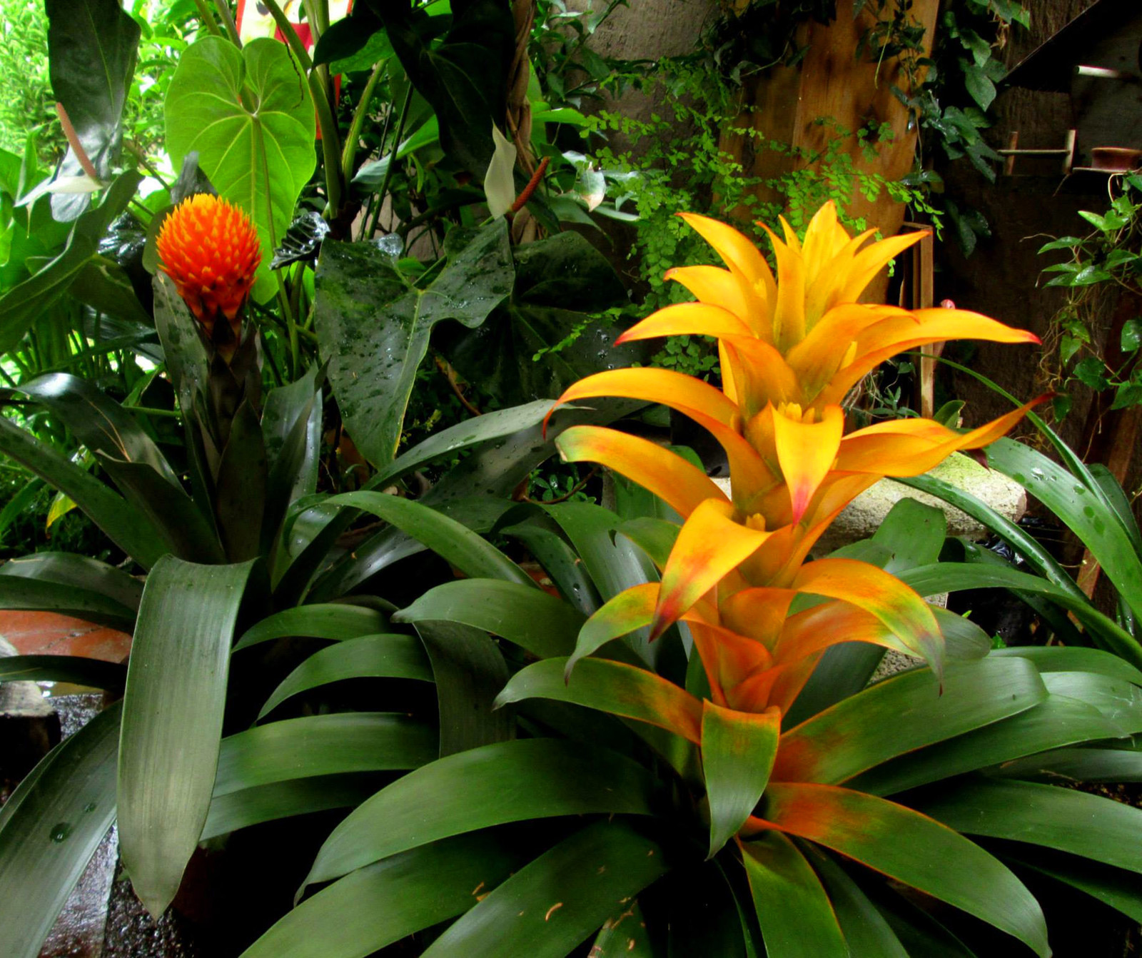 Houzz Гватемала: Райский сад, в котором всегда царит весна