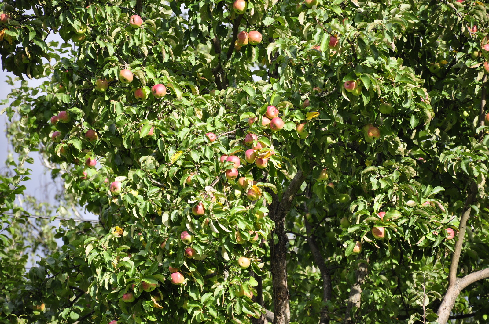 д. Косово - Уход за садом - 100% качество