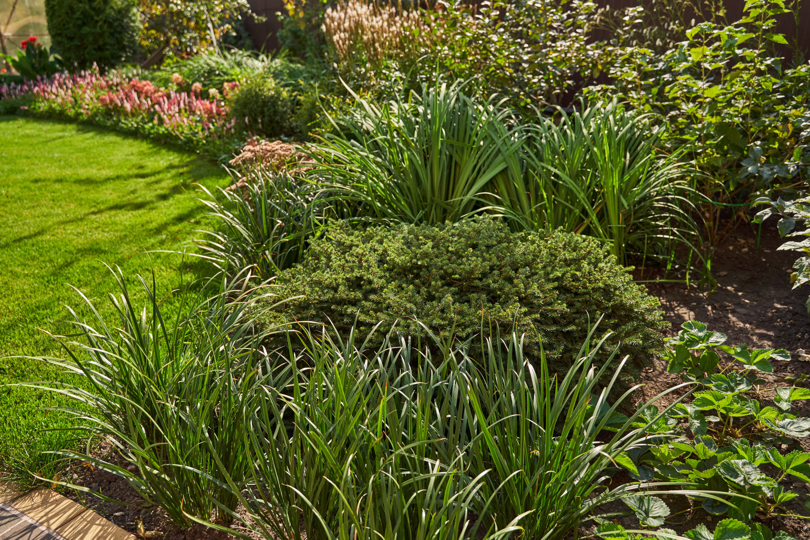 Сад в розовой дымке