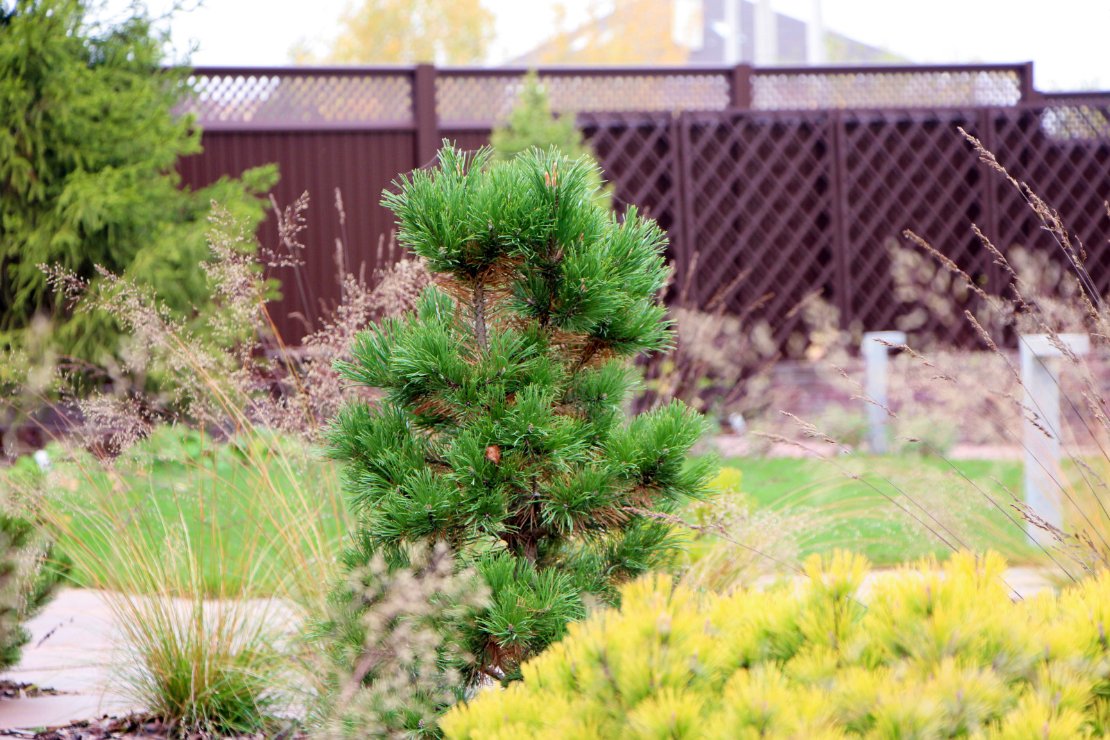 Петровское, 2018-2020 гг.