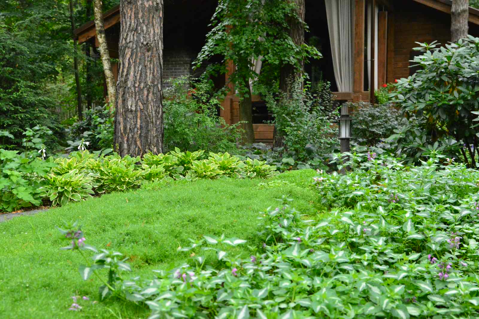 Заповедный бор