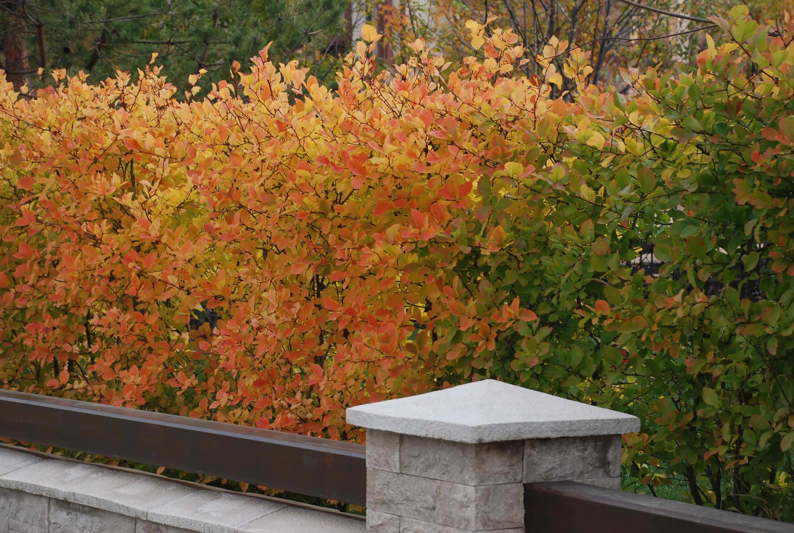 Живая изгородь: 7 насущных вопросов