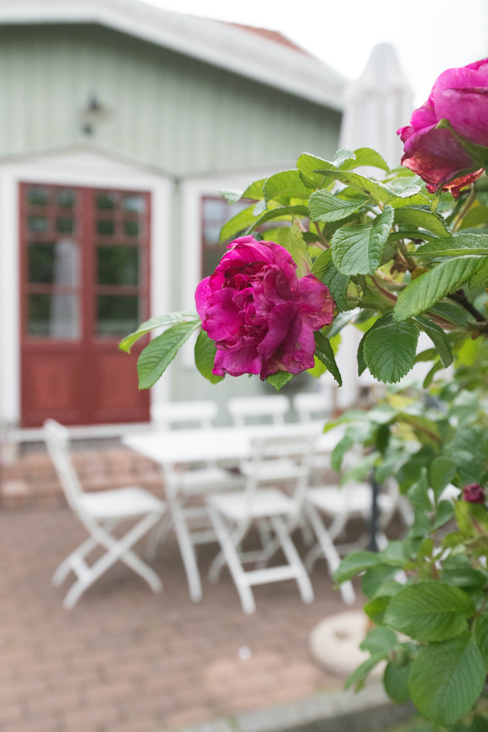 Работа над ошибками: Что пошло не так с розами