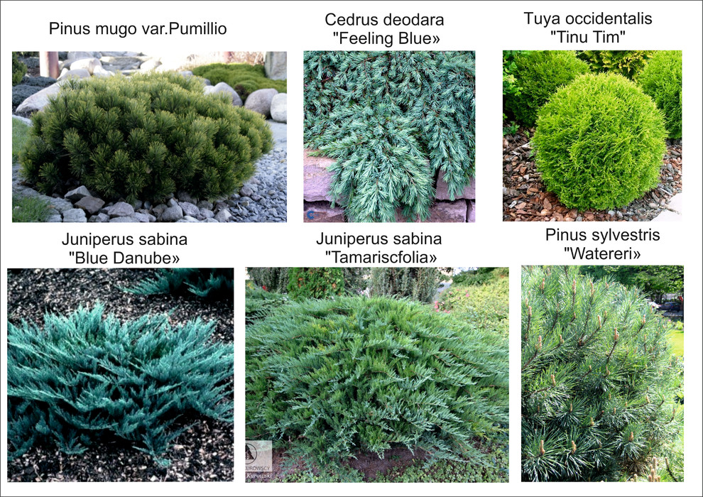 Галицино благоустройство и озеленение