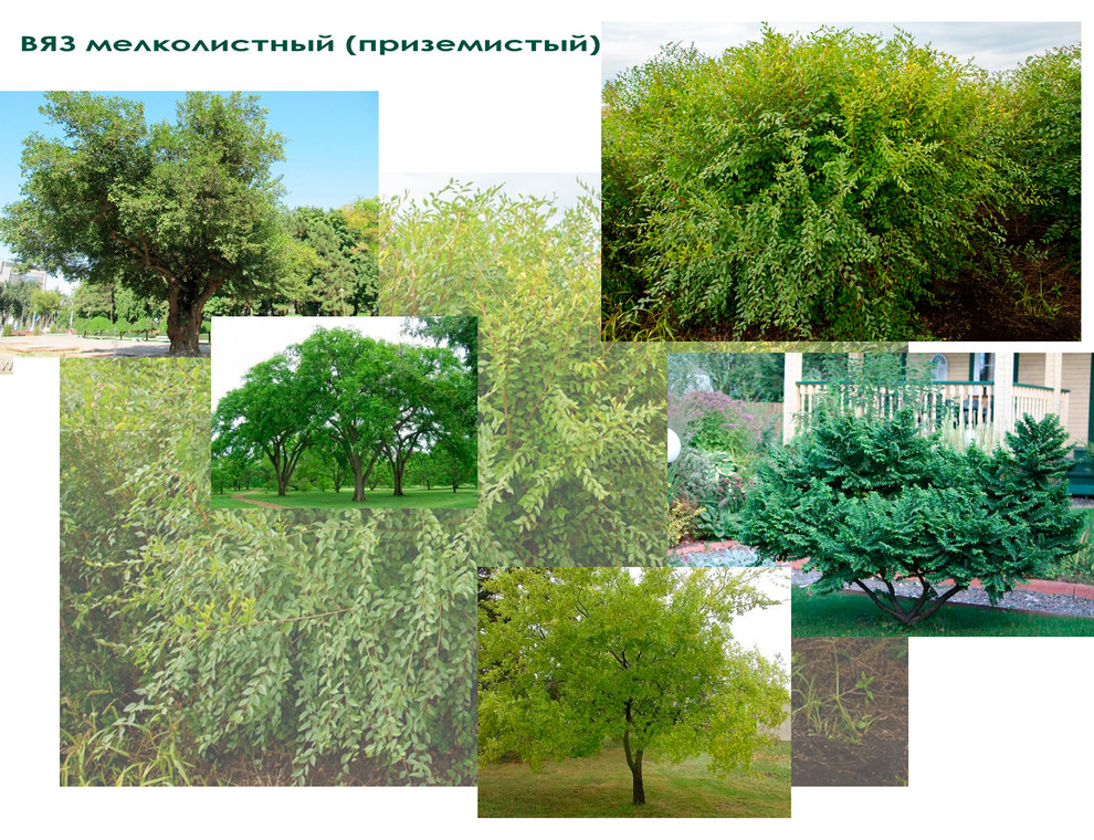 Проект дачного участка - ВЯЗ приземистый мелколистный.