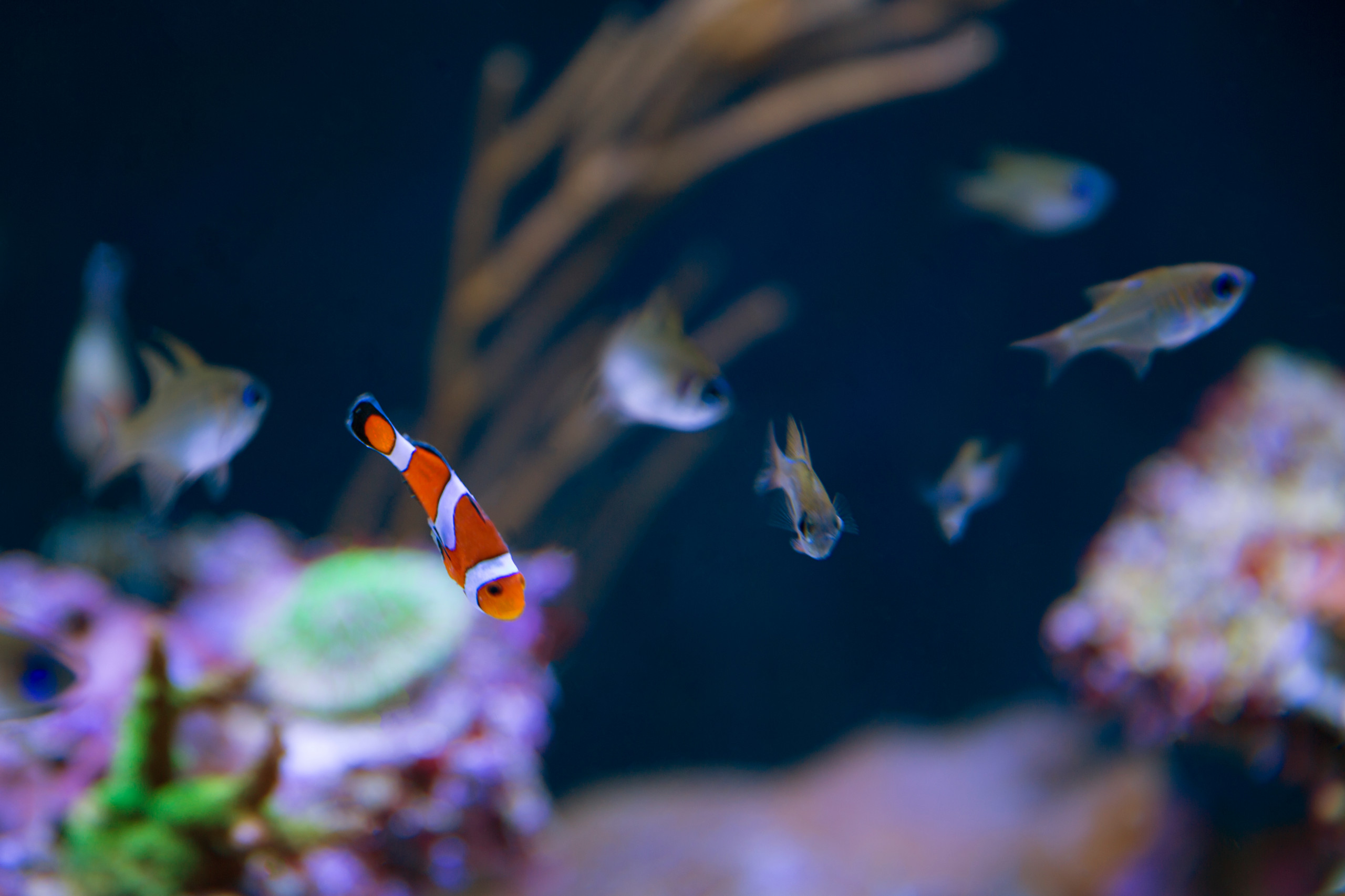 Хороший вопрос: Куда поставить аквариум