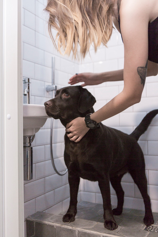 Собака и дача: Как не только выжить, но и отдохнуть