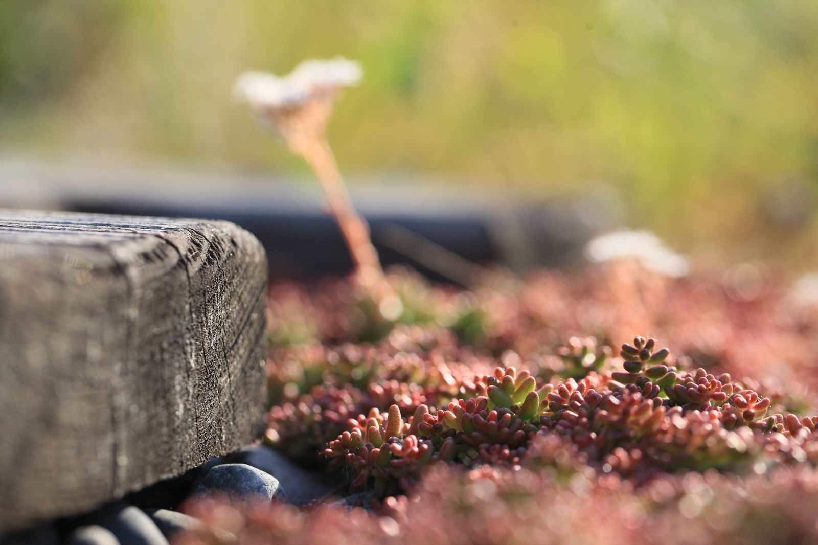 Сад на крыше