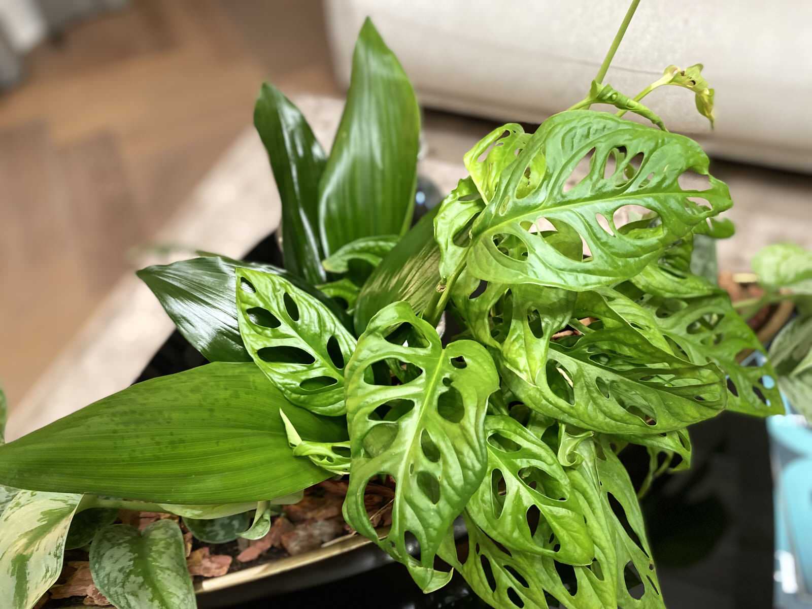 Озеленение интерьера