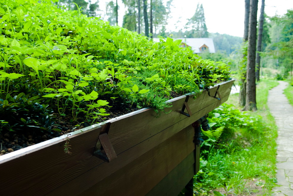 Зеленые кровли. Green roof