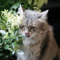 Том Архполе