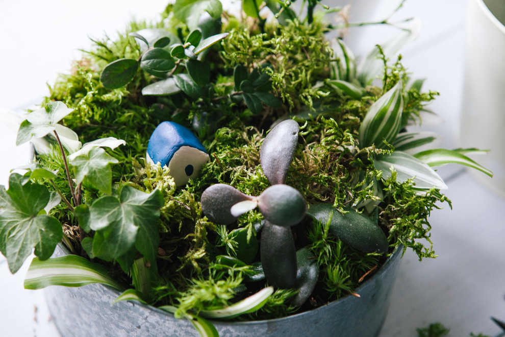 DIY: Как вырастить бонсай в домашних условиях