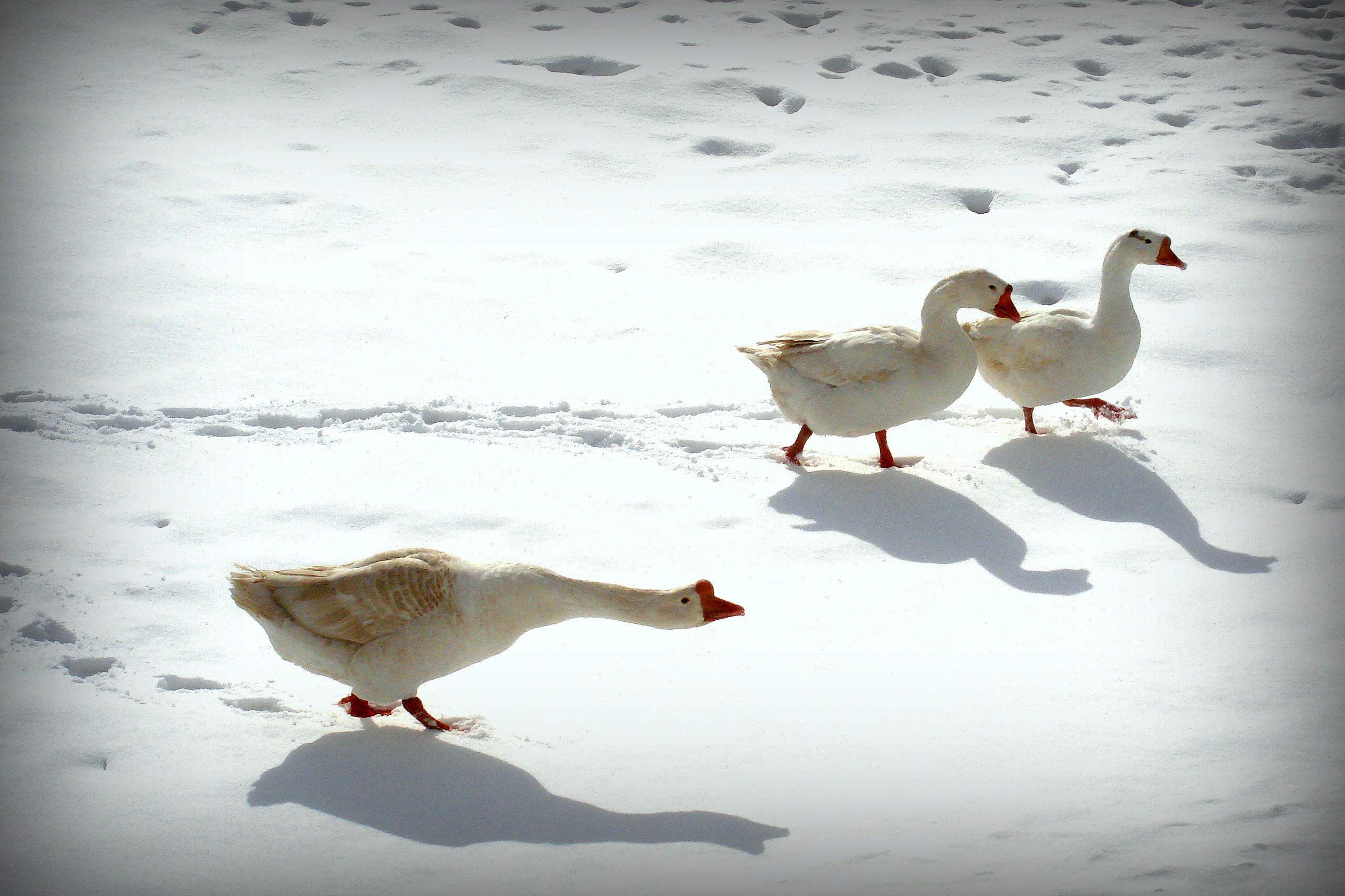 Зима в провинции: Чему учиться на фермах под Москвой