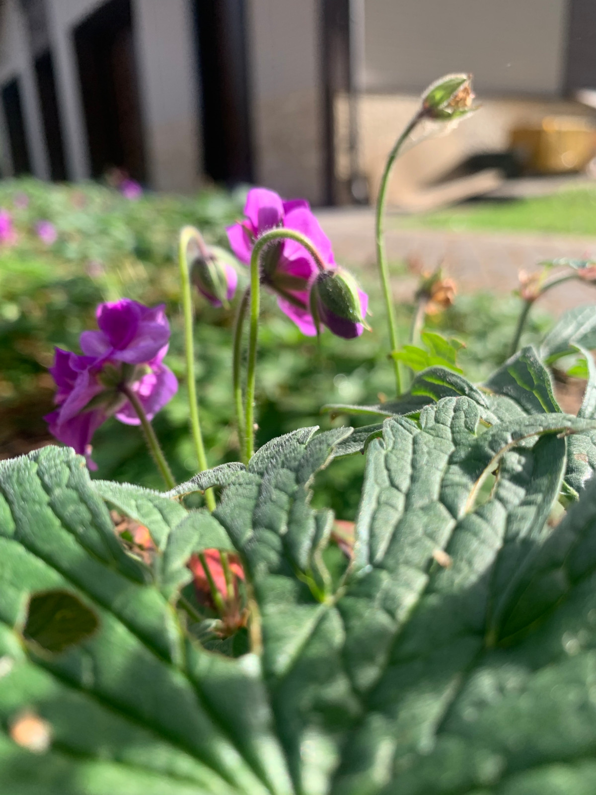 Обложка проекта: Таргайские усадьбы