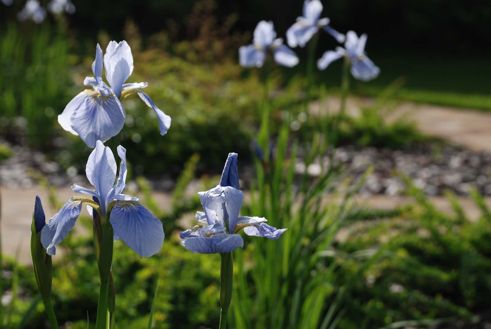 Сад в КП Миллениум Парк