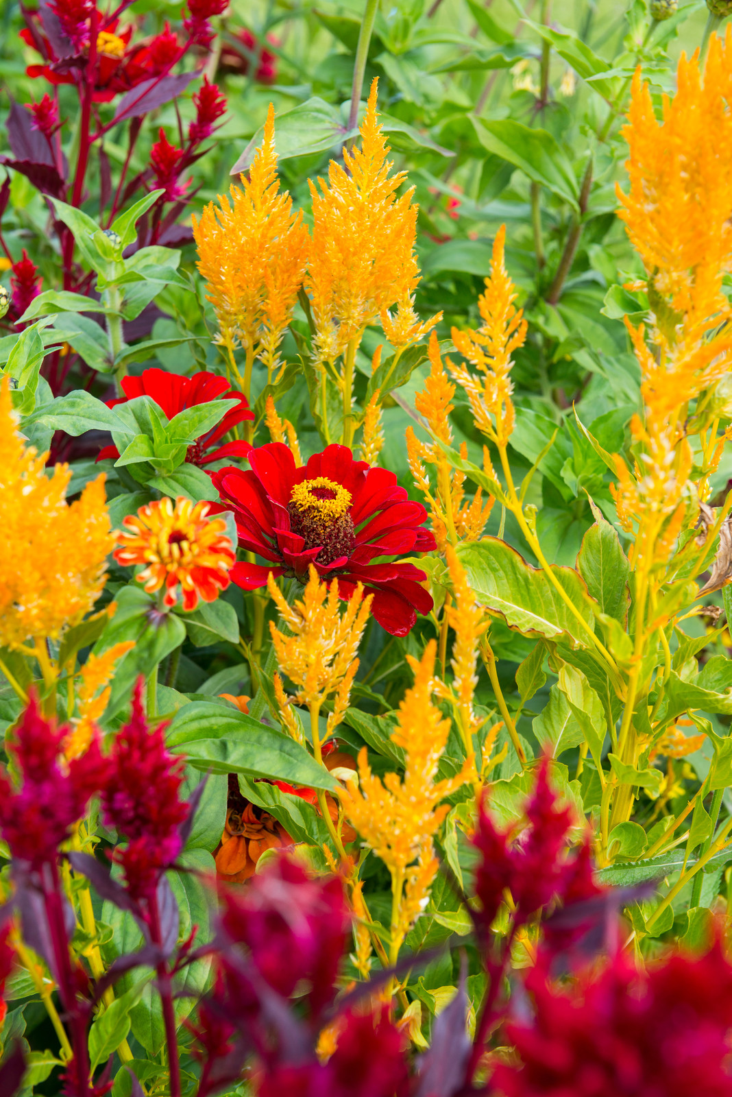 Цветники из однолетников