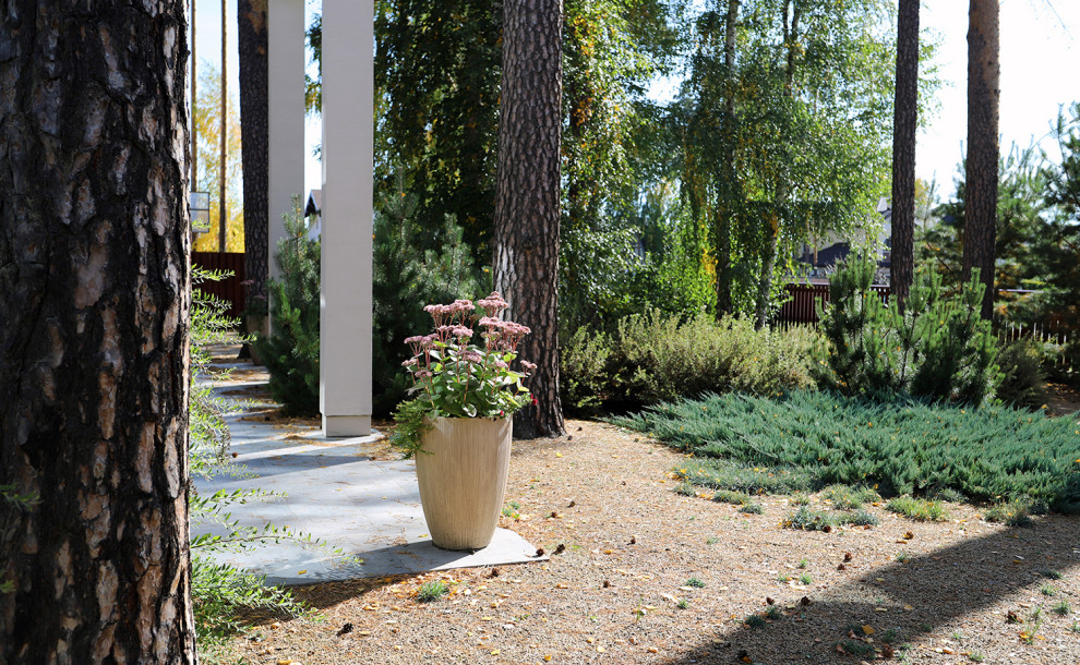 Маленький сад между большими соснами.