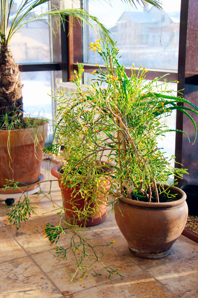 Тарасовка, зимний сад, 2012-2013 гг.