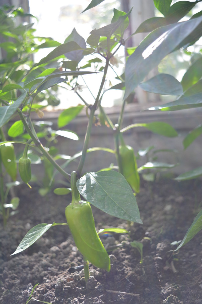 Солнце мое: Как сделать план дачного участка, исходя из движения солнца