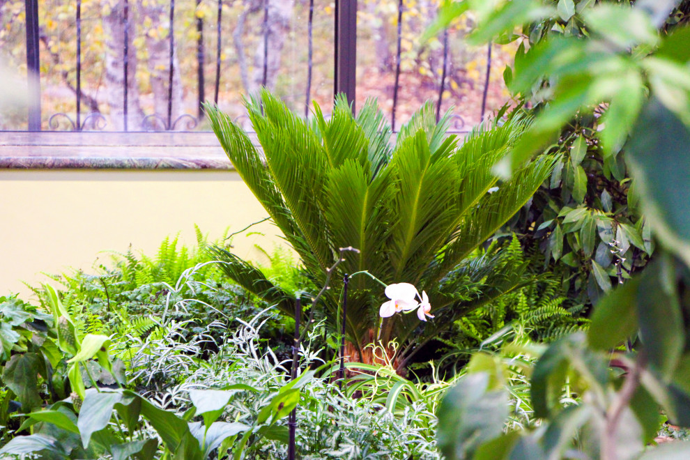 Мурманск, зимний сад