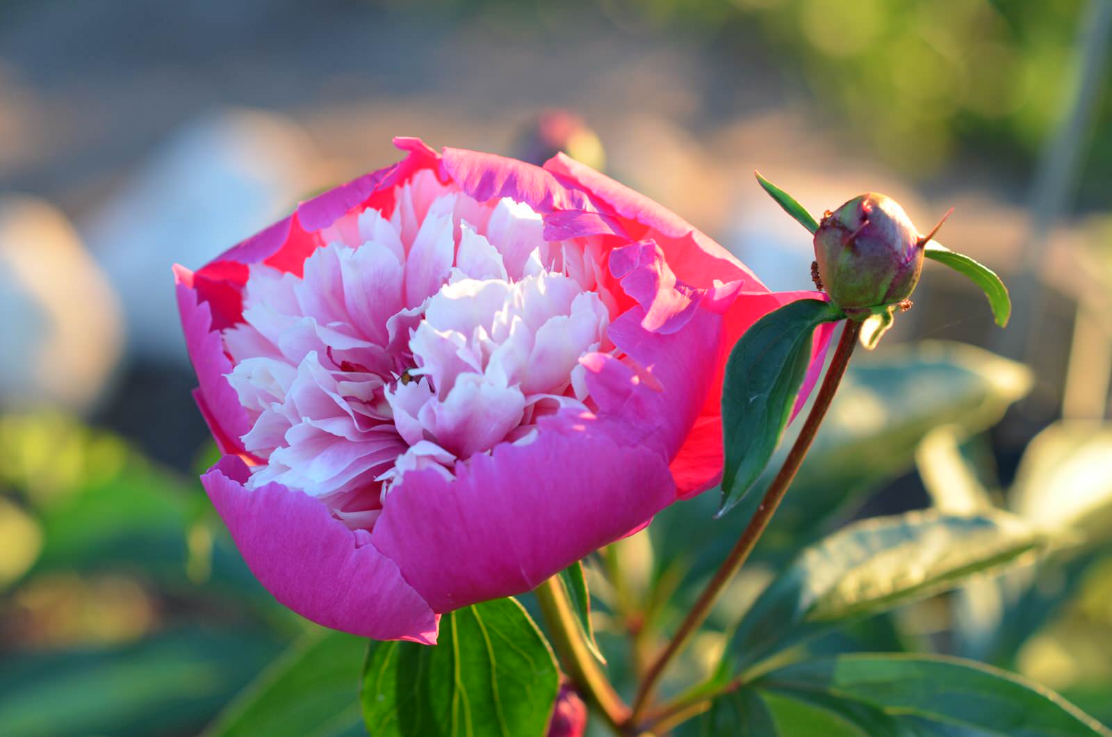 Садовый участок - лето