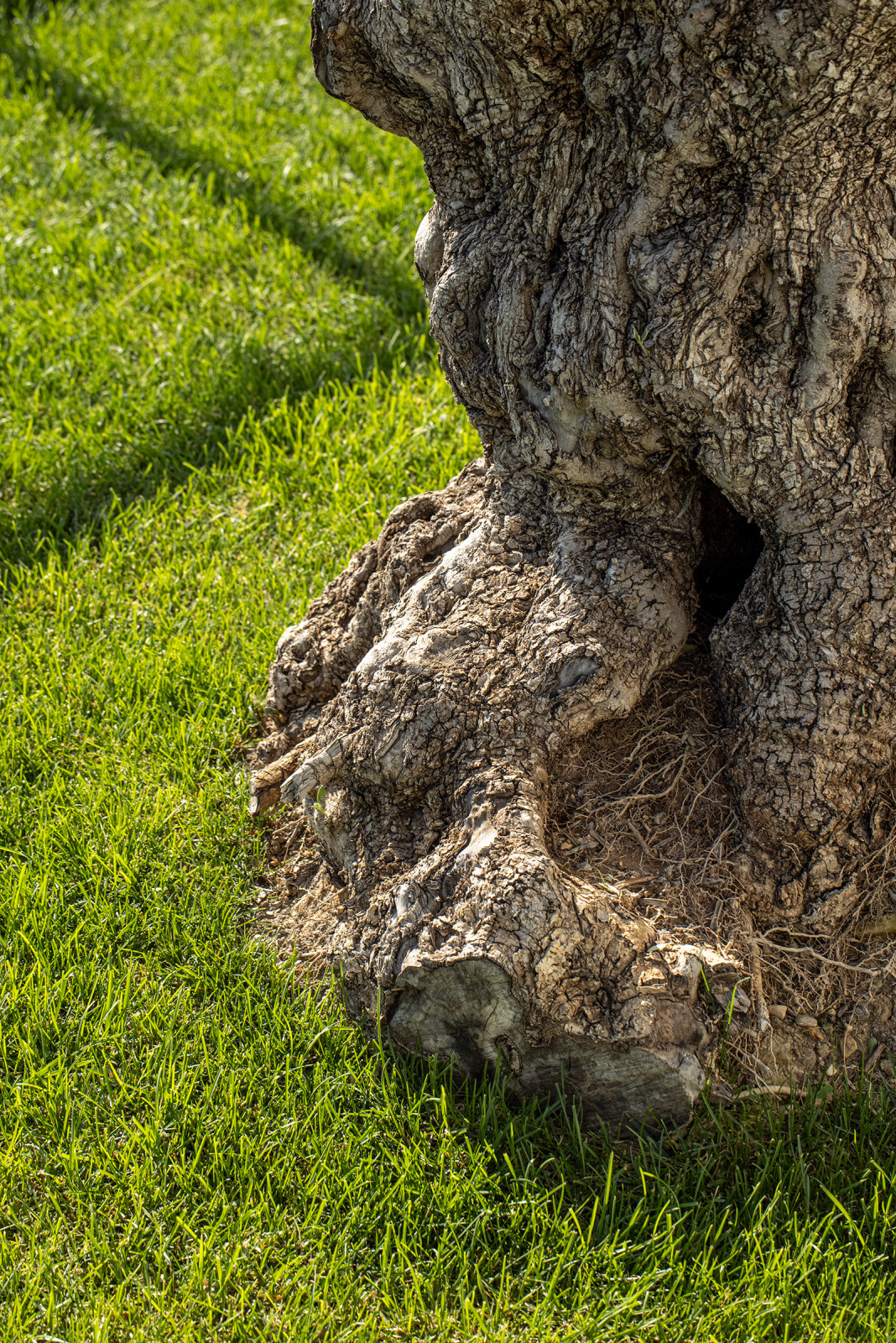 Проект озеленения частного дома, Сочи