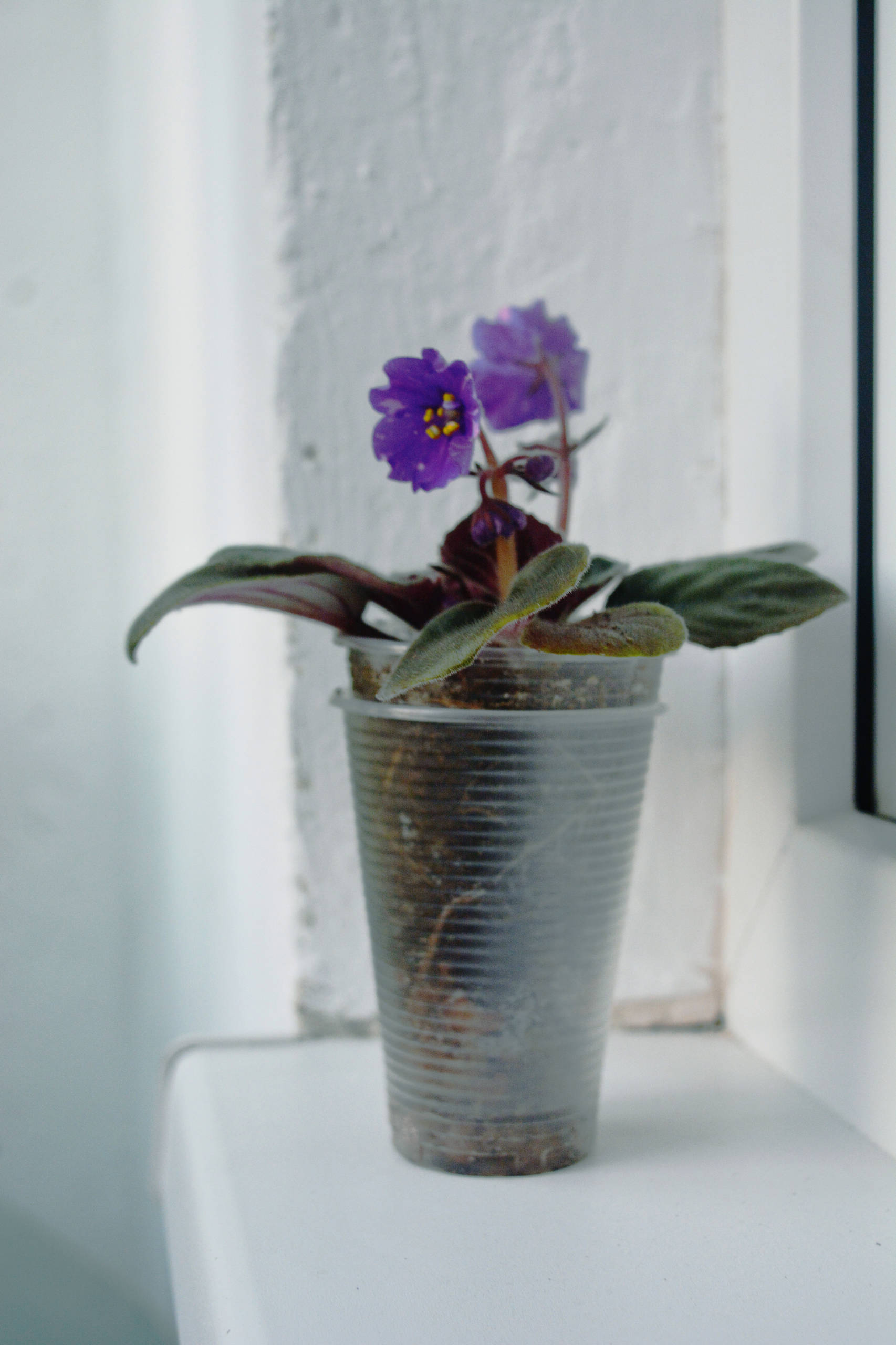 Растение месяца: Сенполия на подоконнике