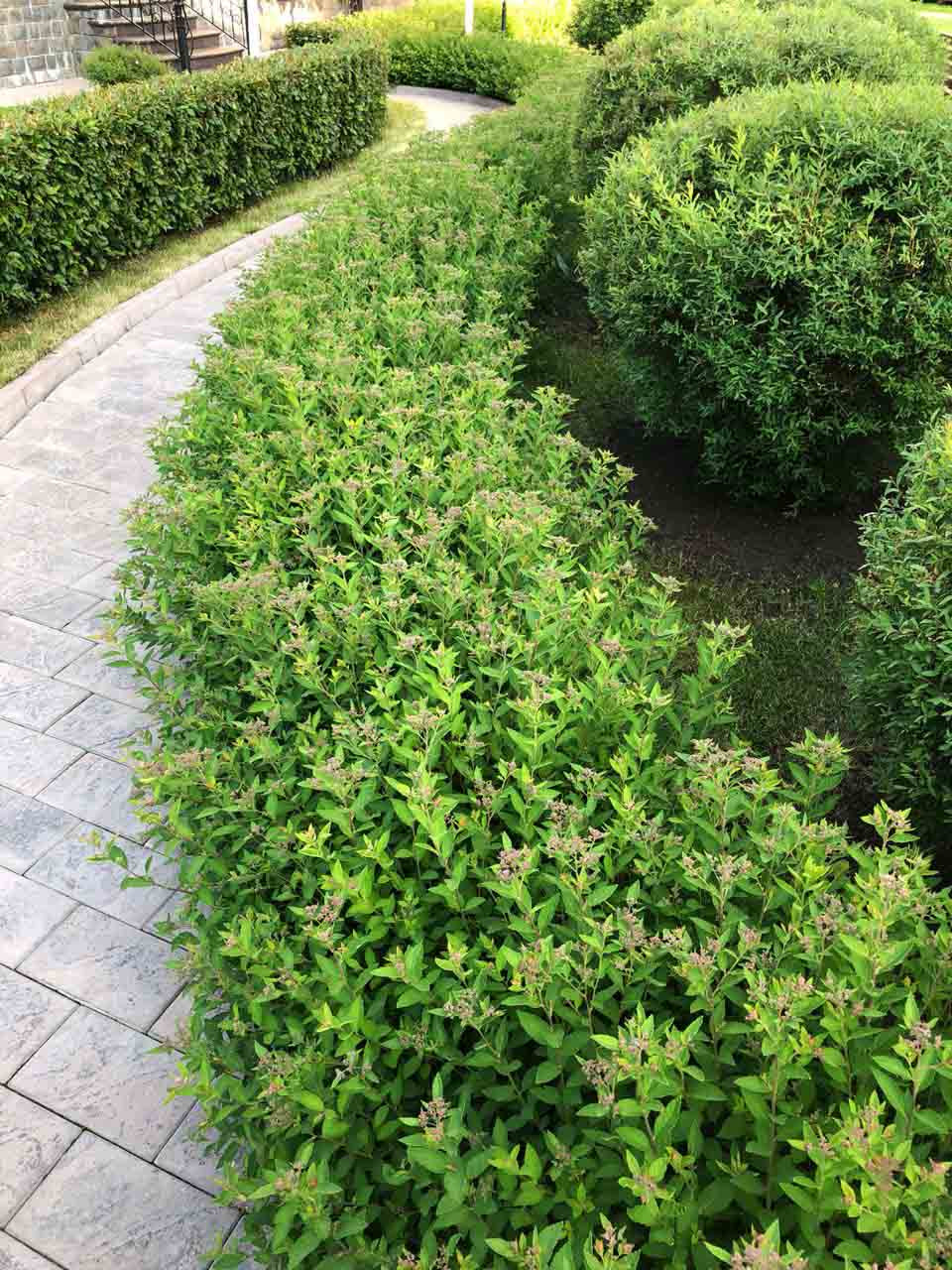В закладки: Топ-5 растений для стриженого бордюра