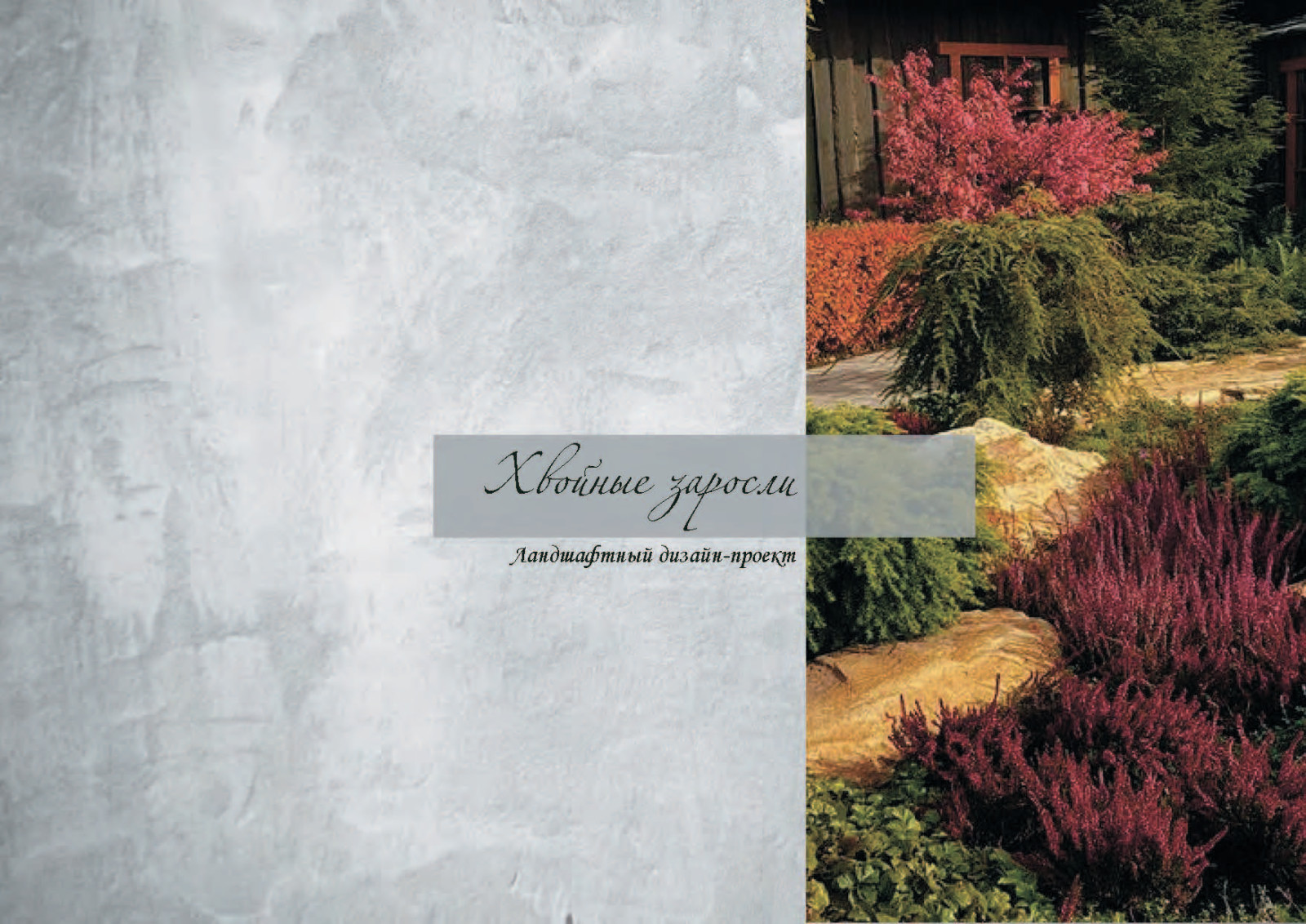 Обложка проекта: Хвойные заросли