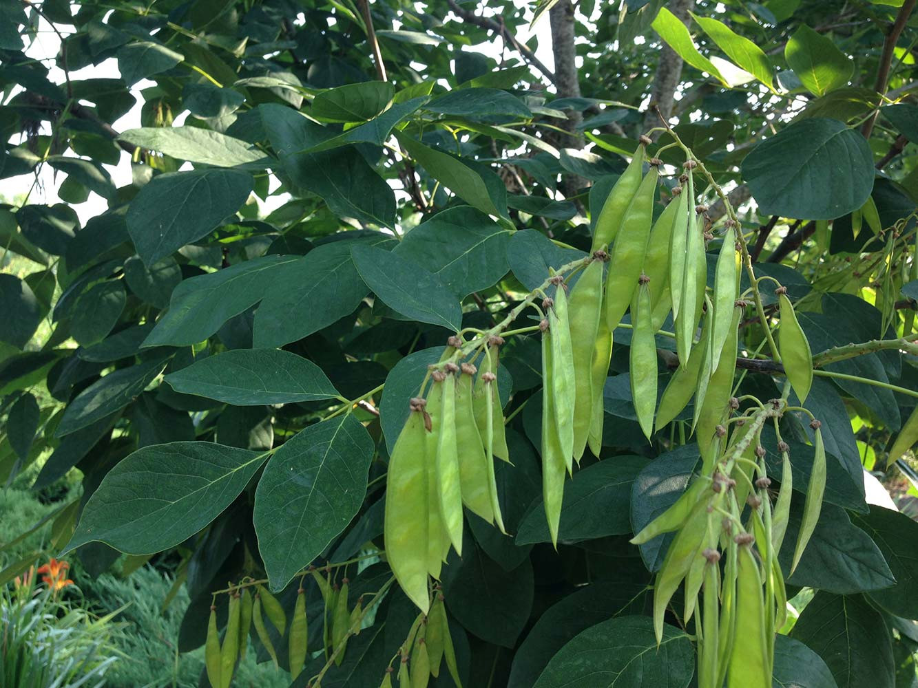 Ландшафтный сад с прудом в КП "Европа"